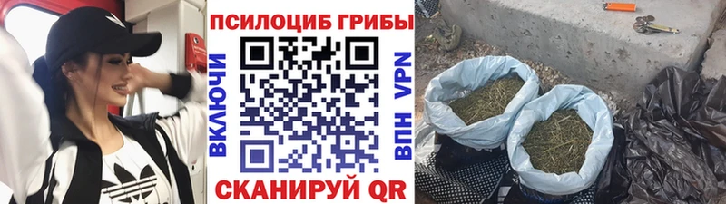 Псилоцибиновые грибы MAGIC MUSHROOMS  ссылка на мегу онион  Терек  дарнет шоп 